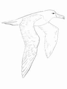 Realistic Albatross coloring page