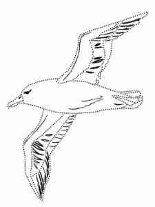 Albatross 15 coloring page
