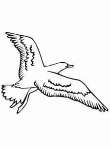Albatross 18 coloring page