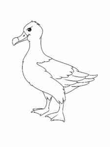 Simple Albatross coloring page