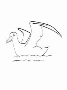 Albatross 5 coloring page