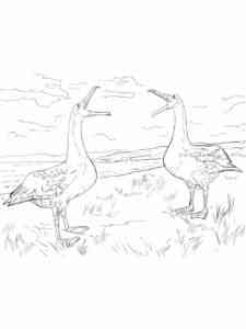 Two Albatross coloring page