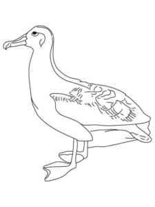 Albatross 7 coloring page