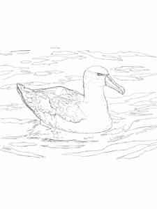 Albatross swims coloring page