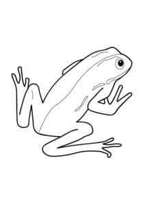 Simple Amphibian coloring page