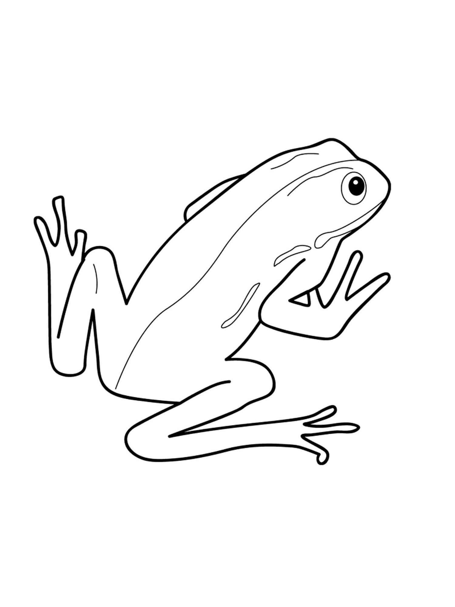 Simple Amphibian coloring page
