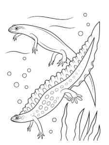 Two Amphibians coloring page