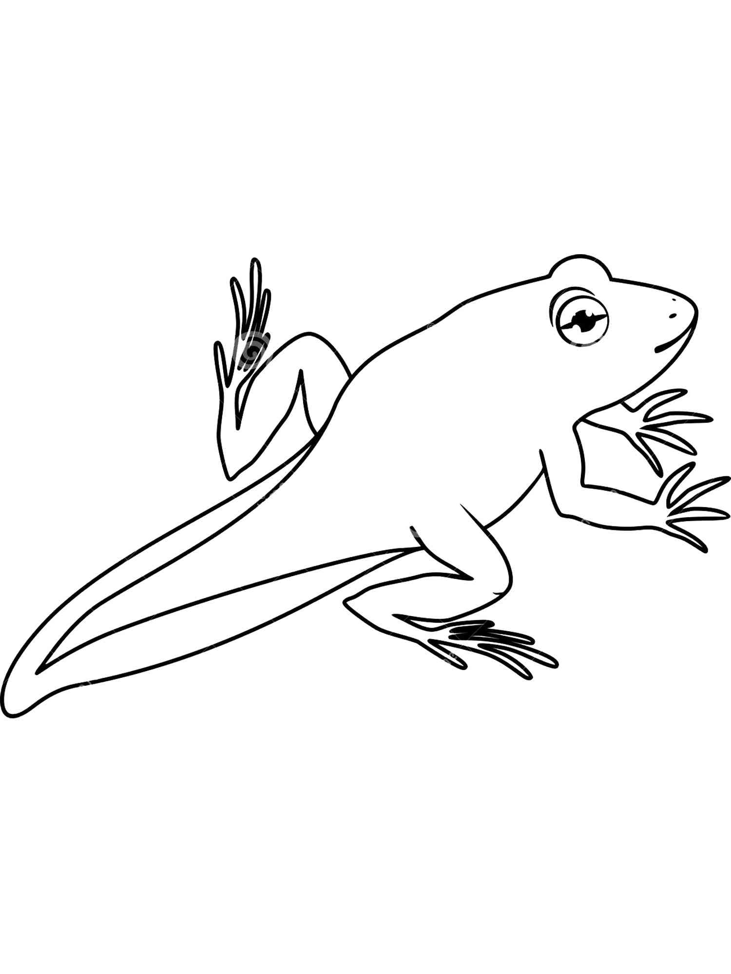 Amphibian 6 coloring page