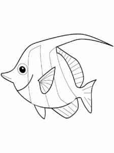 Angelfish 11 coloring page