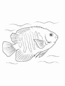 Flame Angelfish coloring page