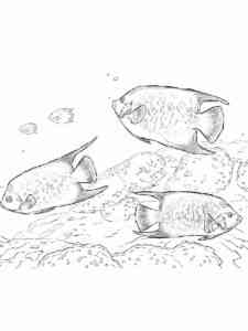 Queen Angelfishes coloring page