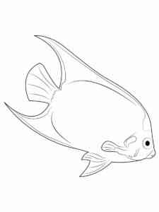 Angelfish 17 coloring page