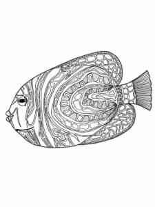Angelfish 2 coloring page