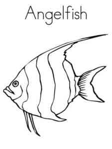 Angelfish 3 coloring page