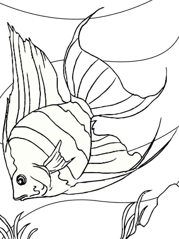 Angelfish 4 coloring page