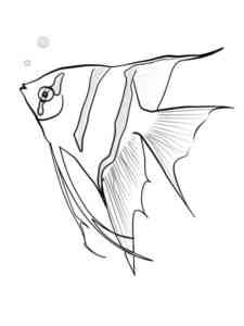 Easy Altum Angelfish coloring page