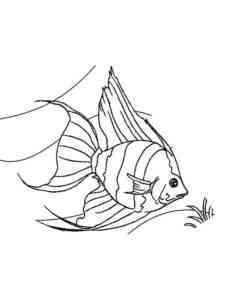 Angelfish underwater coloring page