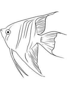 Freshwater Angelfish coloring page