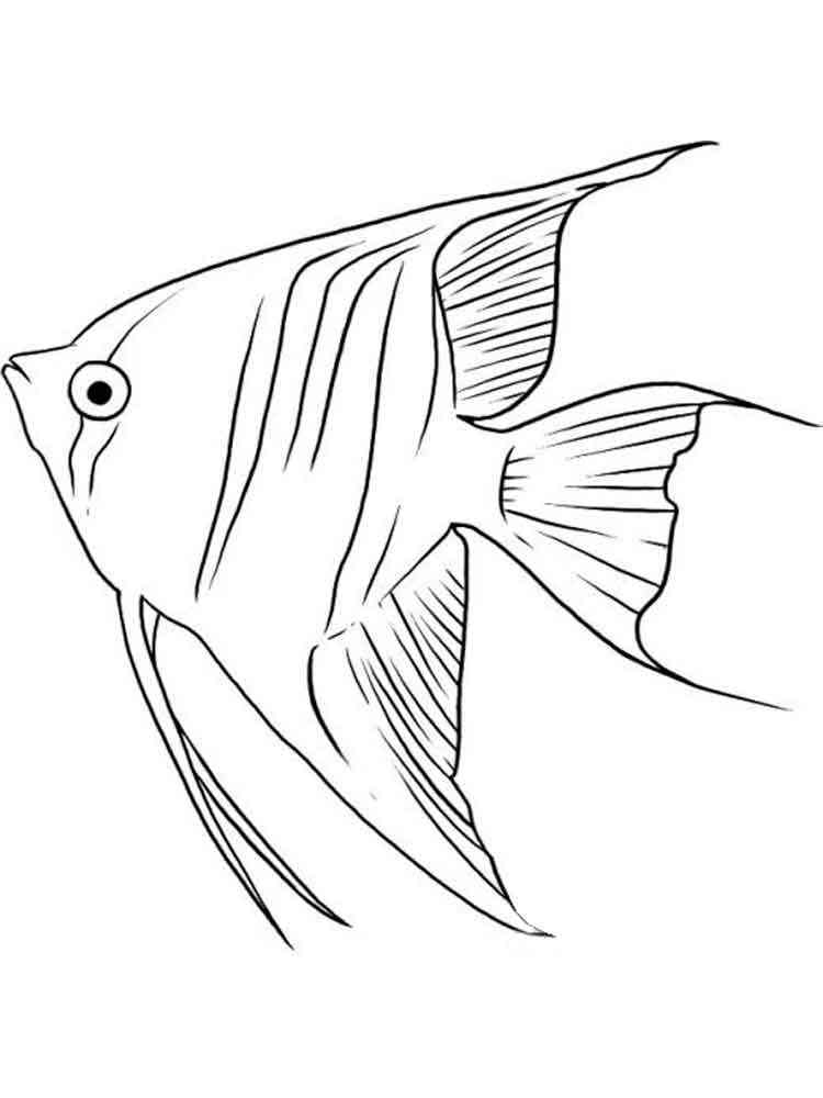 Angelfish 8 coloring page