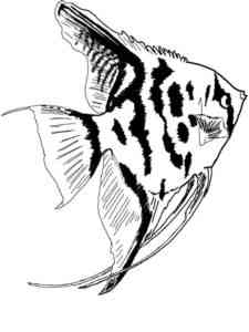 Aquarium Fish 11 coloring page