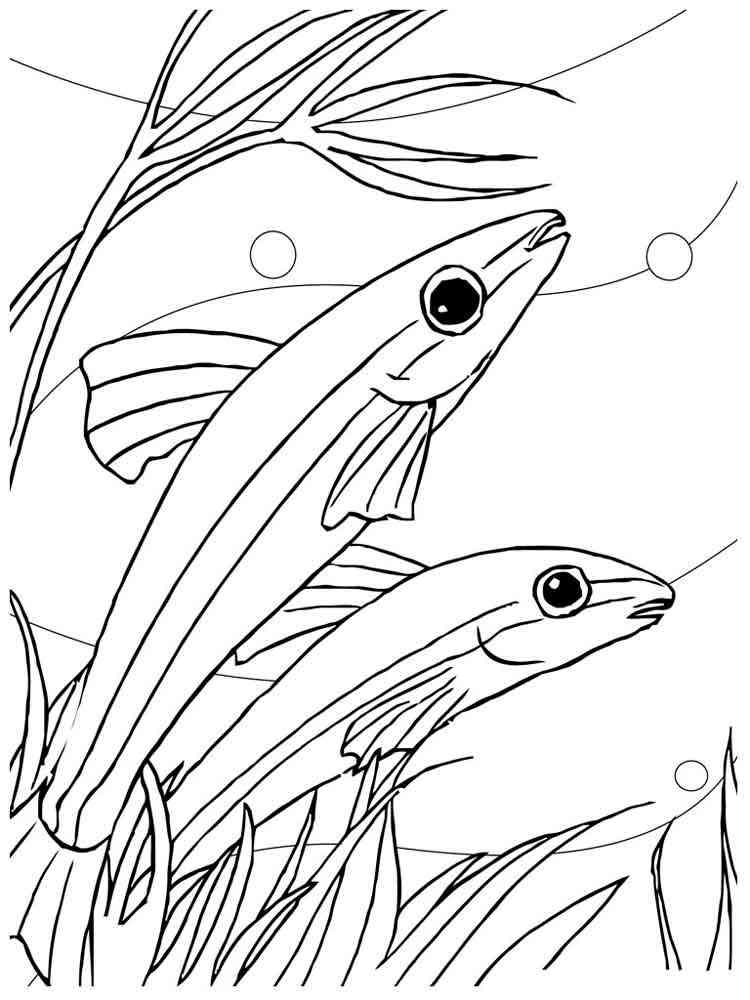 Siamese Algae-Eater Aquarium Fish coloring page
