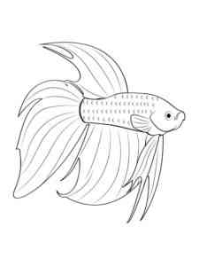 Beauty Betta Aquarium Fish coloring page