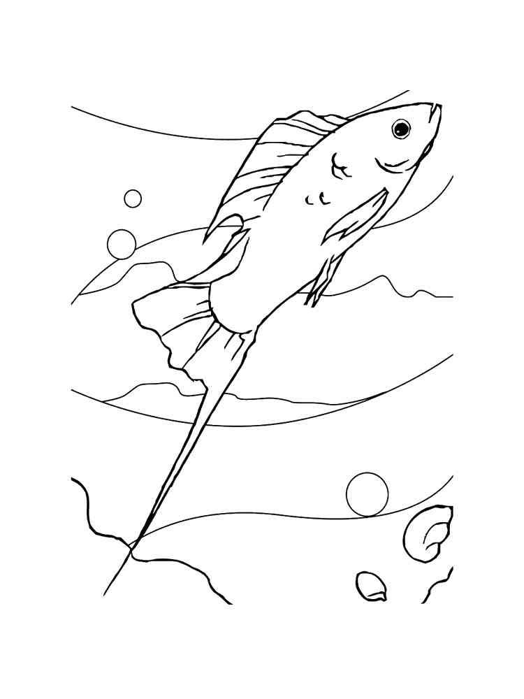 Xiphophorus Aquarium Fish coloring page