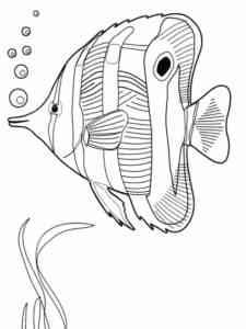 Discus Aquarium Fish coloring page