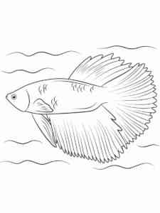 Betta Aquarium Fish coloring page