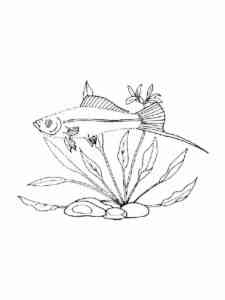 Aquarium Fish Xiphophorus coloring page