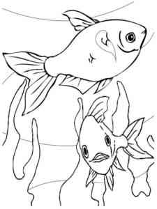 Two Aquarium Fish coloring page