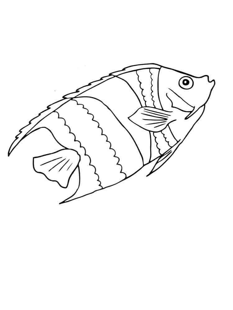 Dwarf gourami Aquarium Fish coloring page