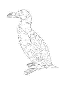 Auk 5 coloring page