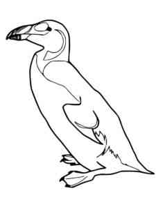 Auk 8 coloring page
