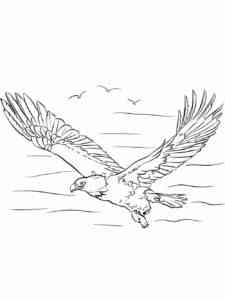 Bald Eagle 10 coloring page