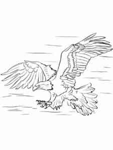 Bald Eagle 11 coloring page