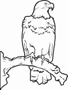 Bald Eagle 15 coloring page