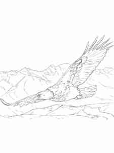 Bald Eagle 16 coloring page