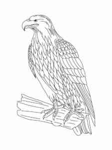 Bald Eagle 18 coloring page