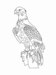 Bald Eagle 19 coloring page