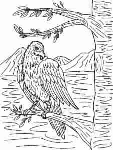 Bald Eagle 2 coloring page