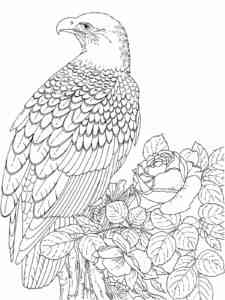 Bald Eagle 22 coloring page