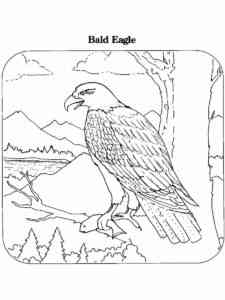 Bald Eagle 23 coloring page