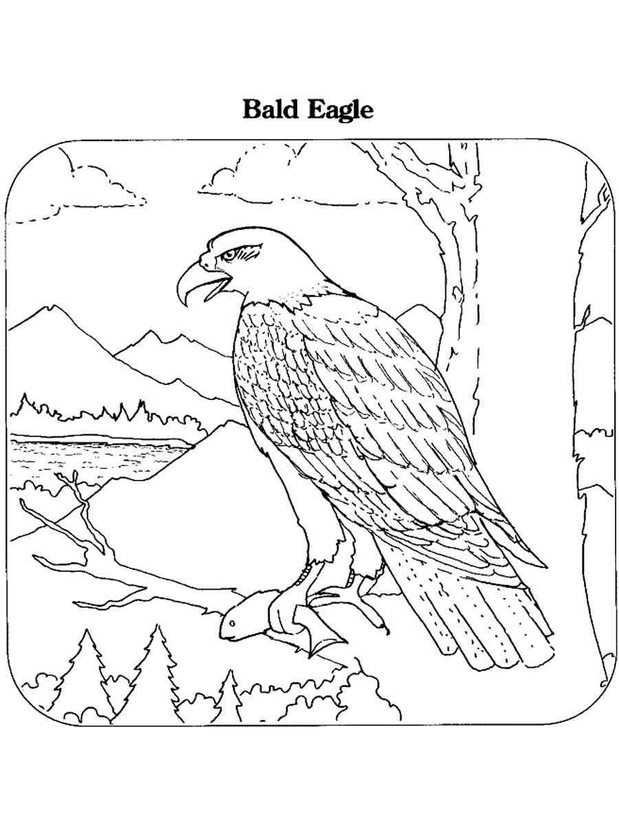 Bald Eagle Coloring Page Kids