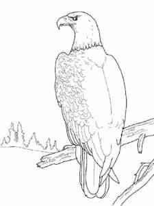 Bald Eagle 26 coloring page