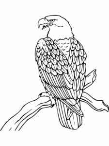 Bald Eagle 3 coloring page