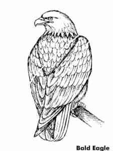 Bald Eagle 5 coloring page