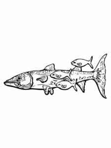 Barracuda with fry coloring page