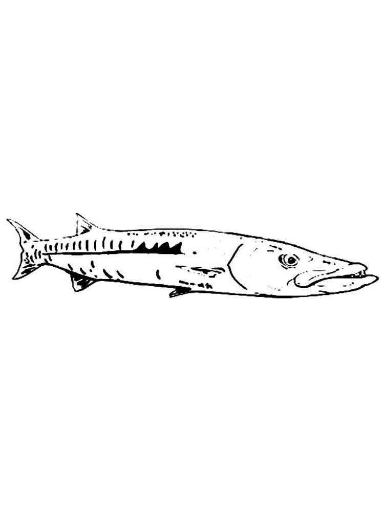 Common Barracuda coloring page