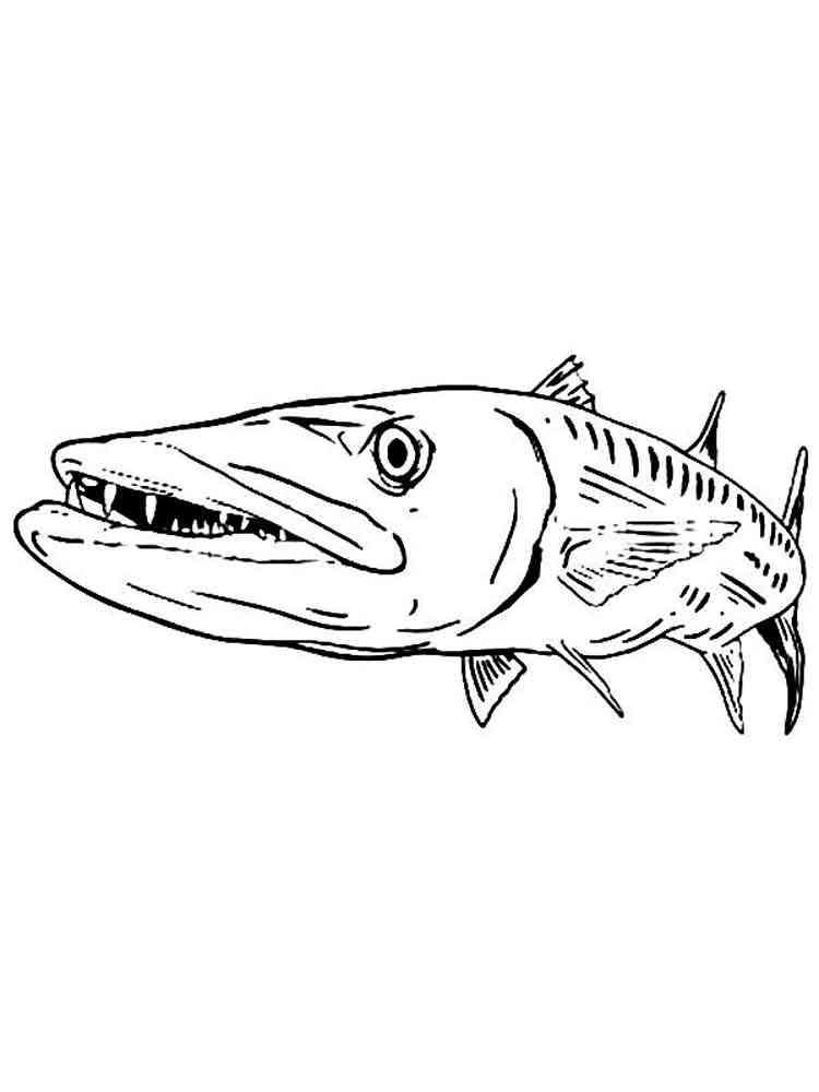 Yellowtail Barracuda coloring page